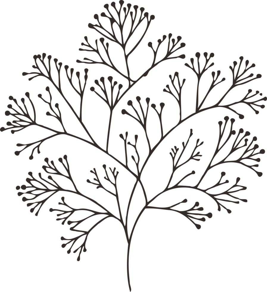 Pointed Hand Drawn Vintage Sketch Drawing, green leaves Line Art, Plants tree branch, Collection branches Floral elements, set of Botanical Illustration Outline leaf, Black And White leaves png