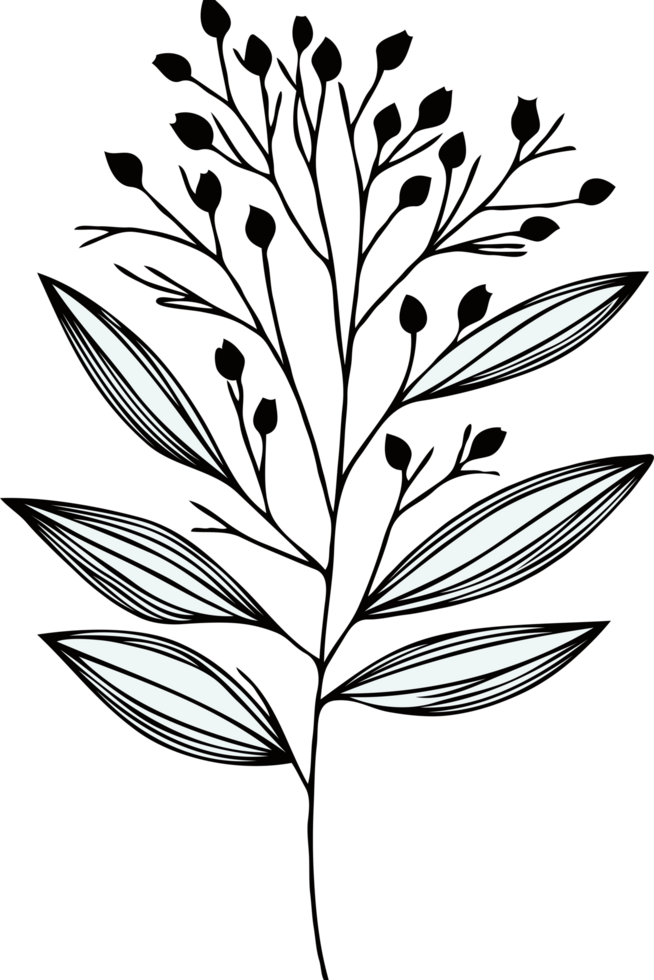 design Hand Drawn Vintage Sketch Drawing, green leaves Line Art, Plants tree branch, Collection branches Floral elements, set of Botanical Illustration Outline leaf, Black And White leaves png