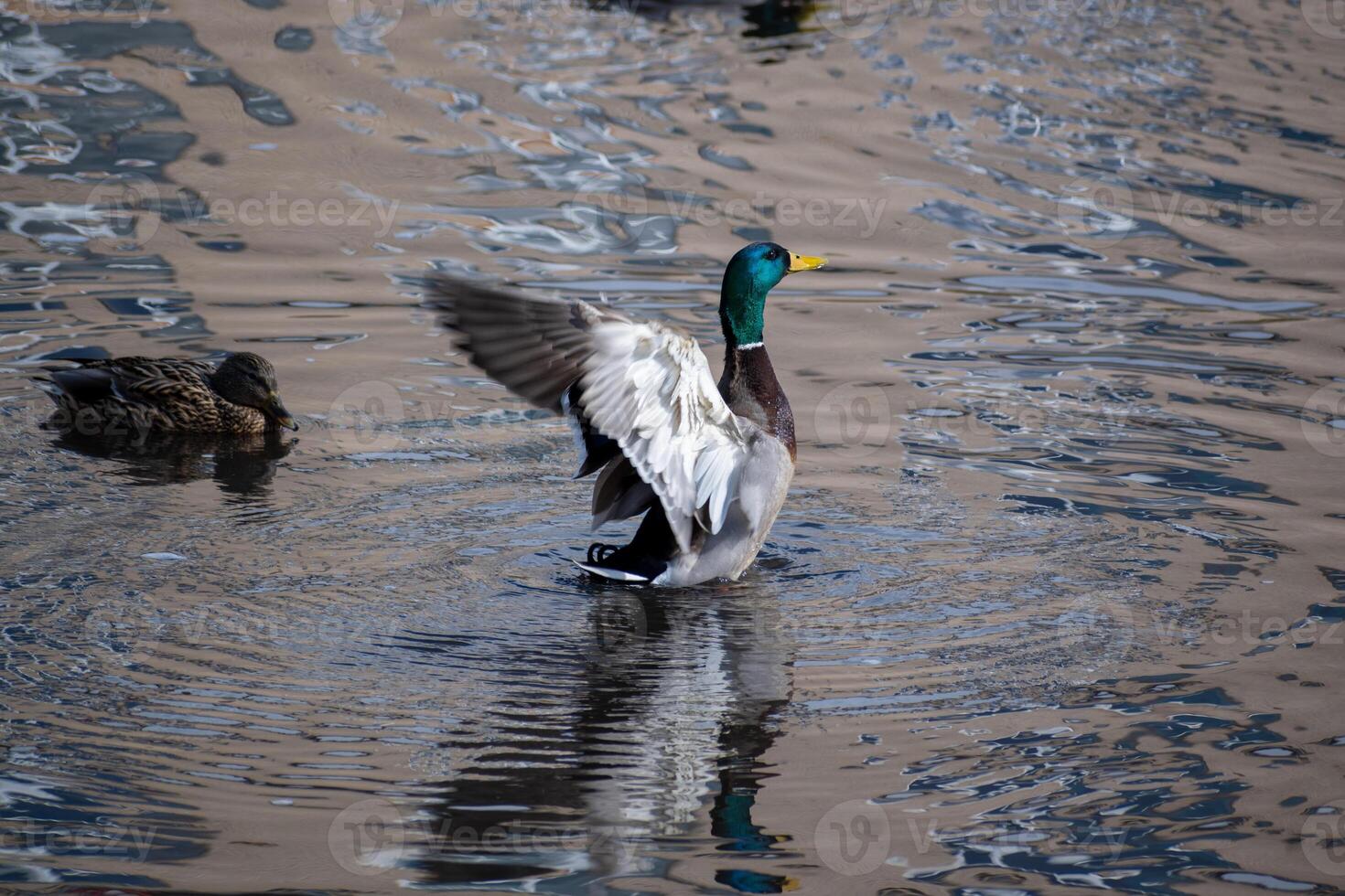 Majestic mallard ducks displaying their feathers in a tranquil pond at midday photo