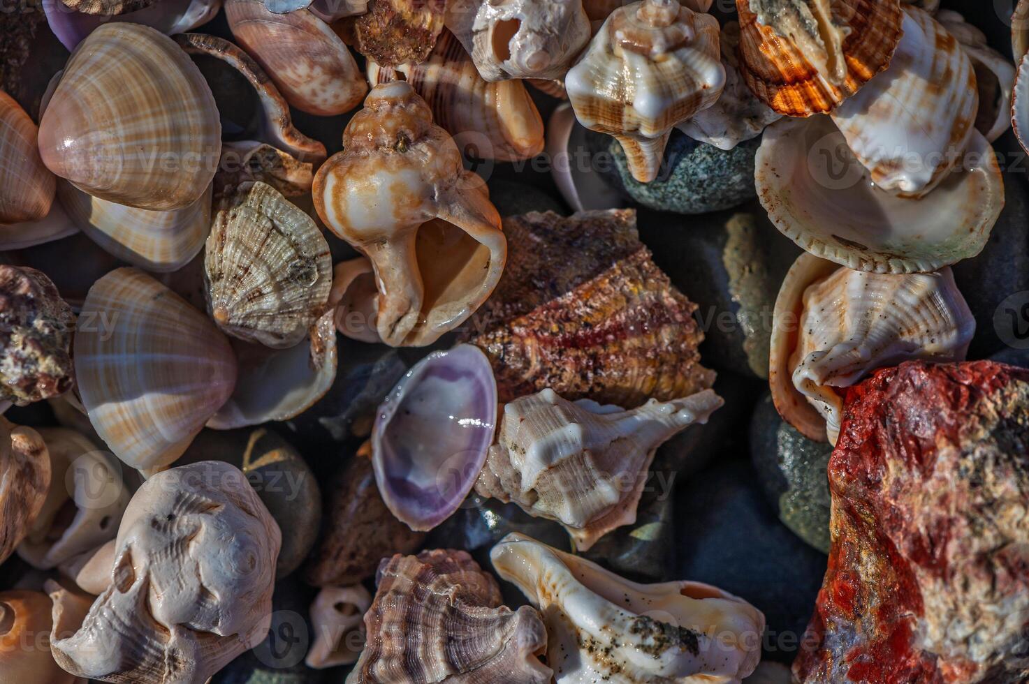 Discovering colorful shells along the shoreline at sunset creates a tranquil coastal paradise photo