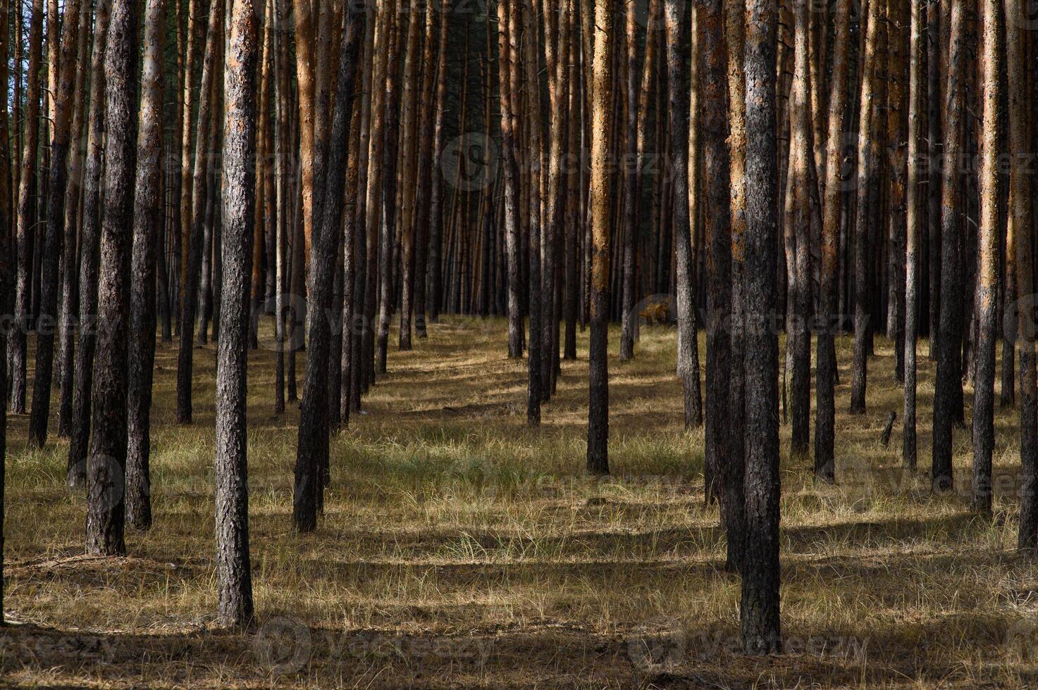 Whispering pines create a serene pathway through a golden forest at dusk photo