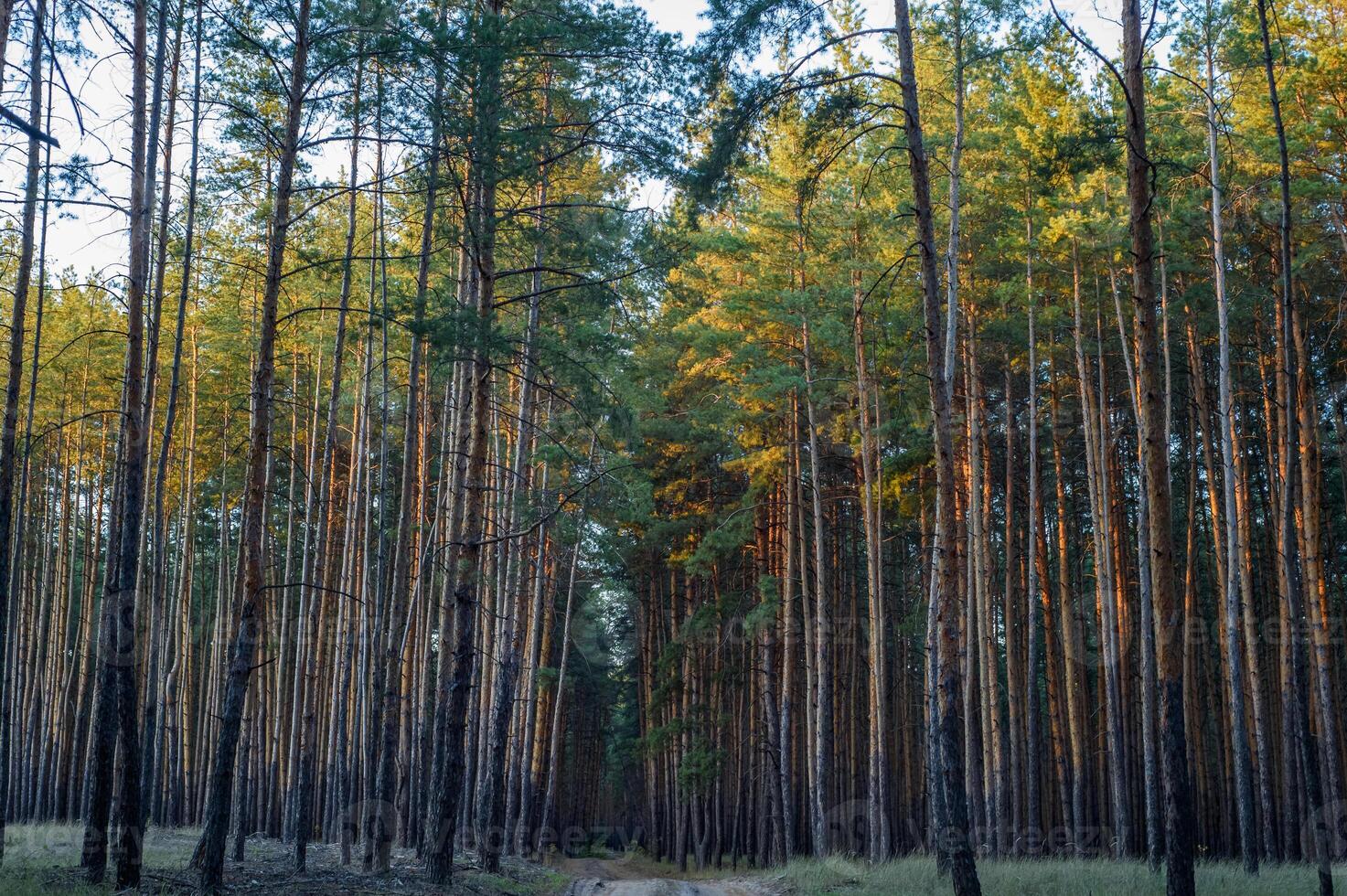 Tall pine trees rise majestically in a serene forest during golden hour lighting photo