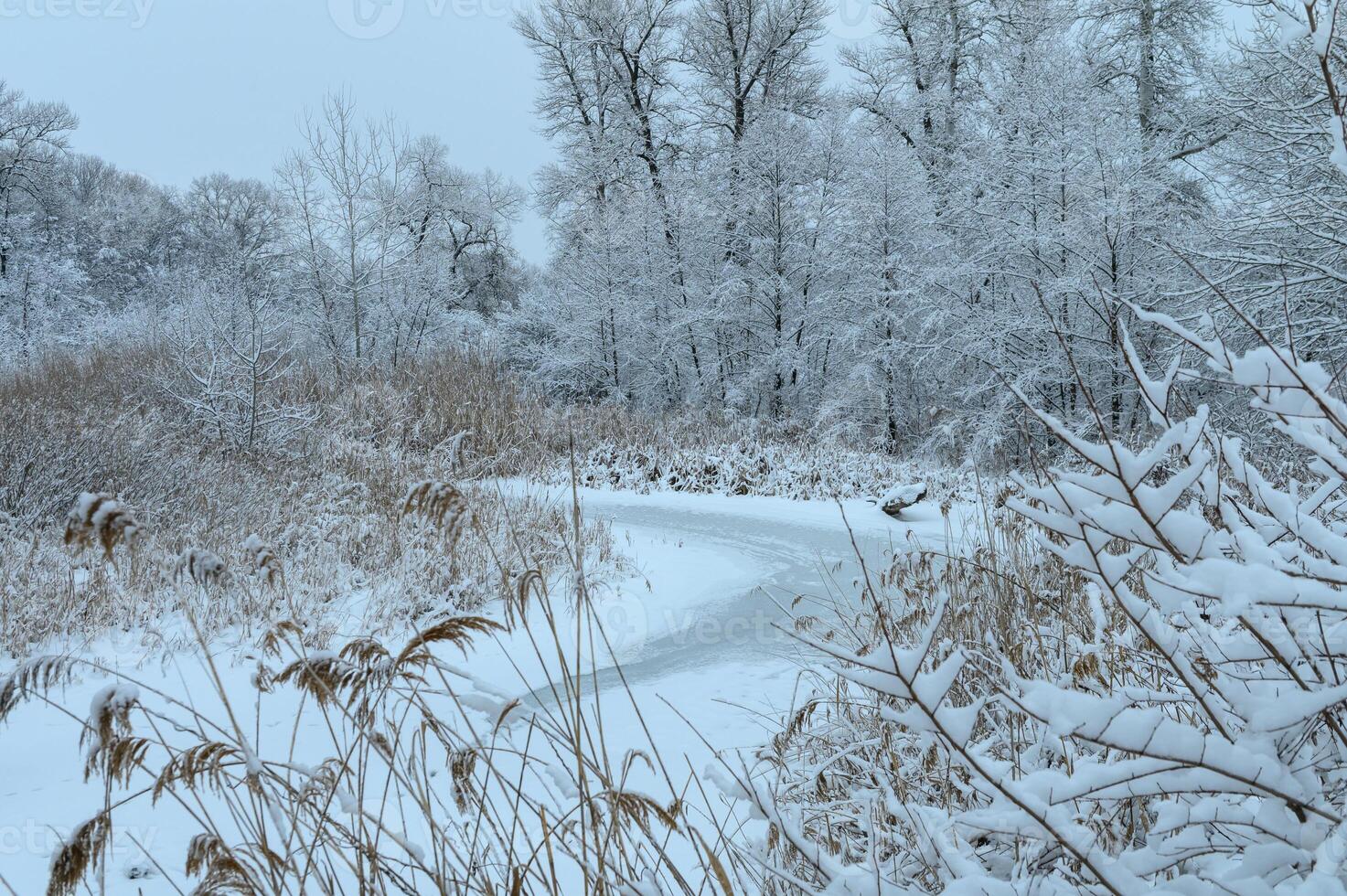 Winter wonderland path weaving through a snowy forest under a soft gray sky photo