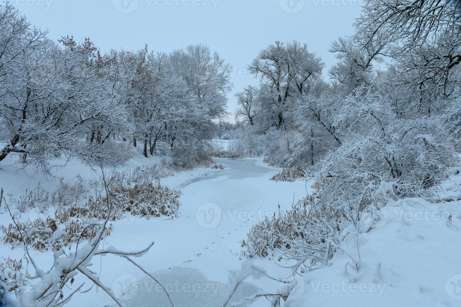Winter wonderland along a frozen river surrounded by snow-covered trees at dawn photo
