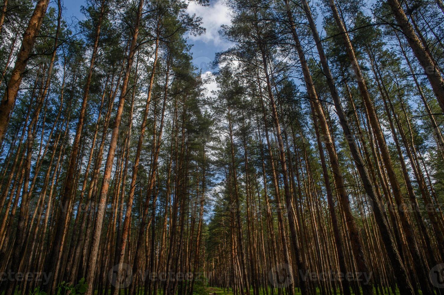 Majestic pines stretch skyward under a vibrant blue sky in a serene forest photo