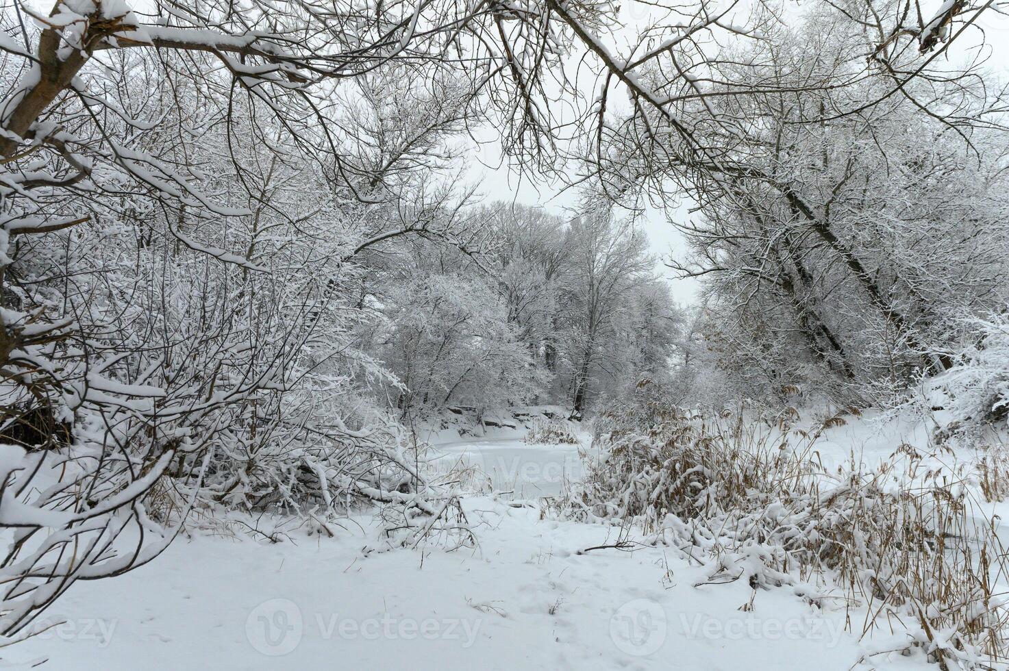 Winter wonderland with snow-covered trees and a tranquil icy river in a serene forest photo
