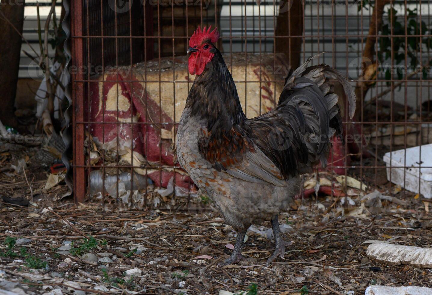Rustic hen strolls through a backyard in a tranquil rural setting during golden hour photo