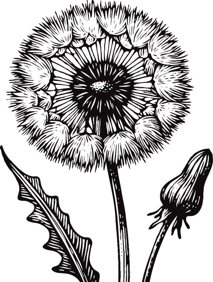 Dandelion Flower Sketches. Hand Drawn Set Of Contour Spring Flowers, Line Art Floral, Leaves Drawing, Black And White Illustration Vintage, Hand-Drawn Decorative Elements Of Plants Stylized Bouquet png