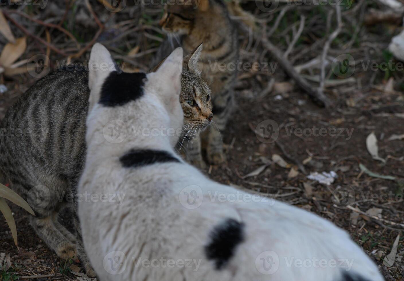 Stray cats playfully interacting in a natural outdoor setting during late afternoon photo
