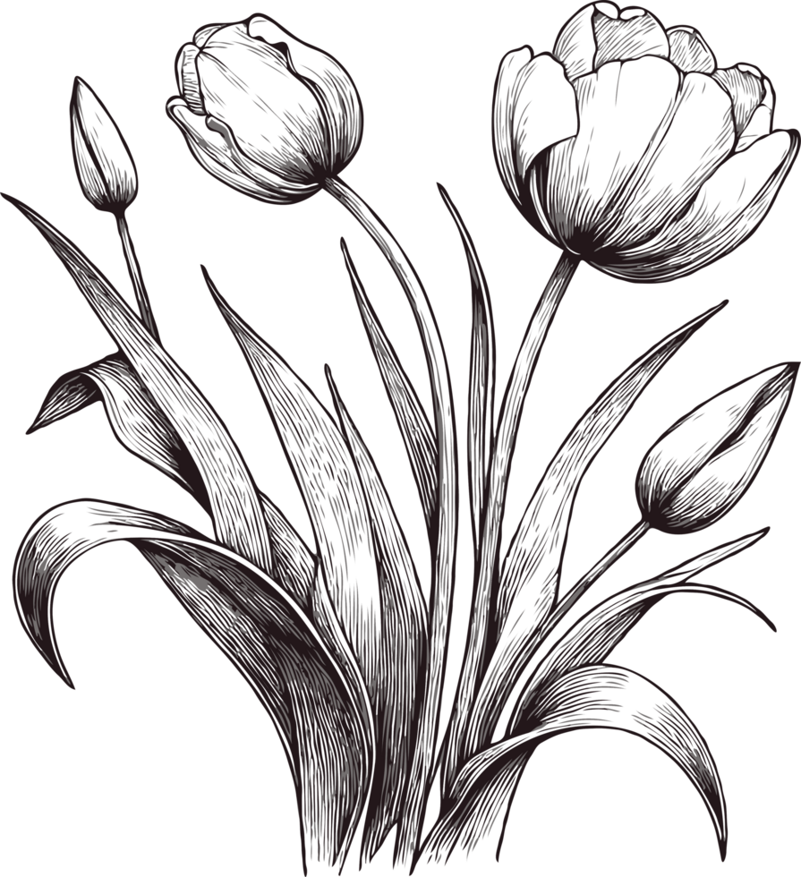 Black and White Tulip Sketch. Set of contour spring flowers, line art floral, leaves black and white illustration, decorative elements of tulips plants png