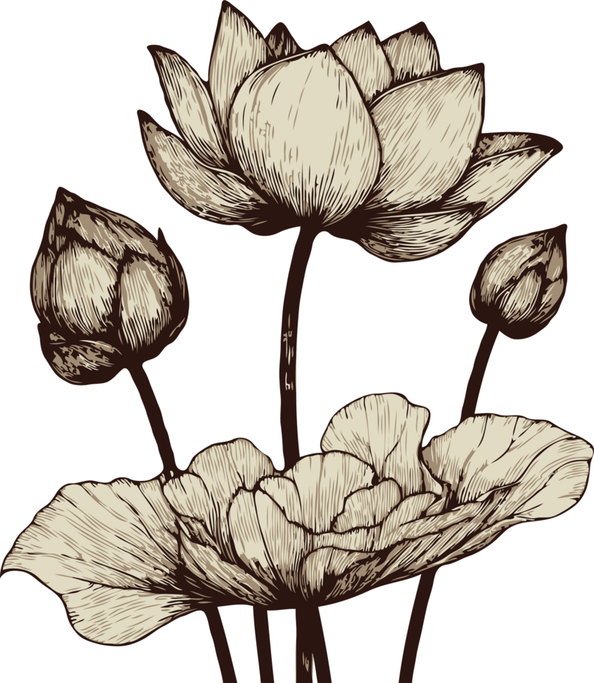 Floristic Sketches. Hand Drawn Vintage Sketch Drawing, Flower water lily Bud Line Art, Plants, Collection lotus Floral elements, set Botanical Illustration Outline Flowers, Black And White leaves Art png