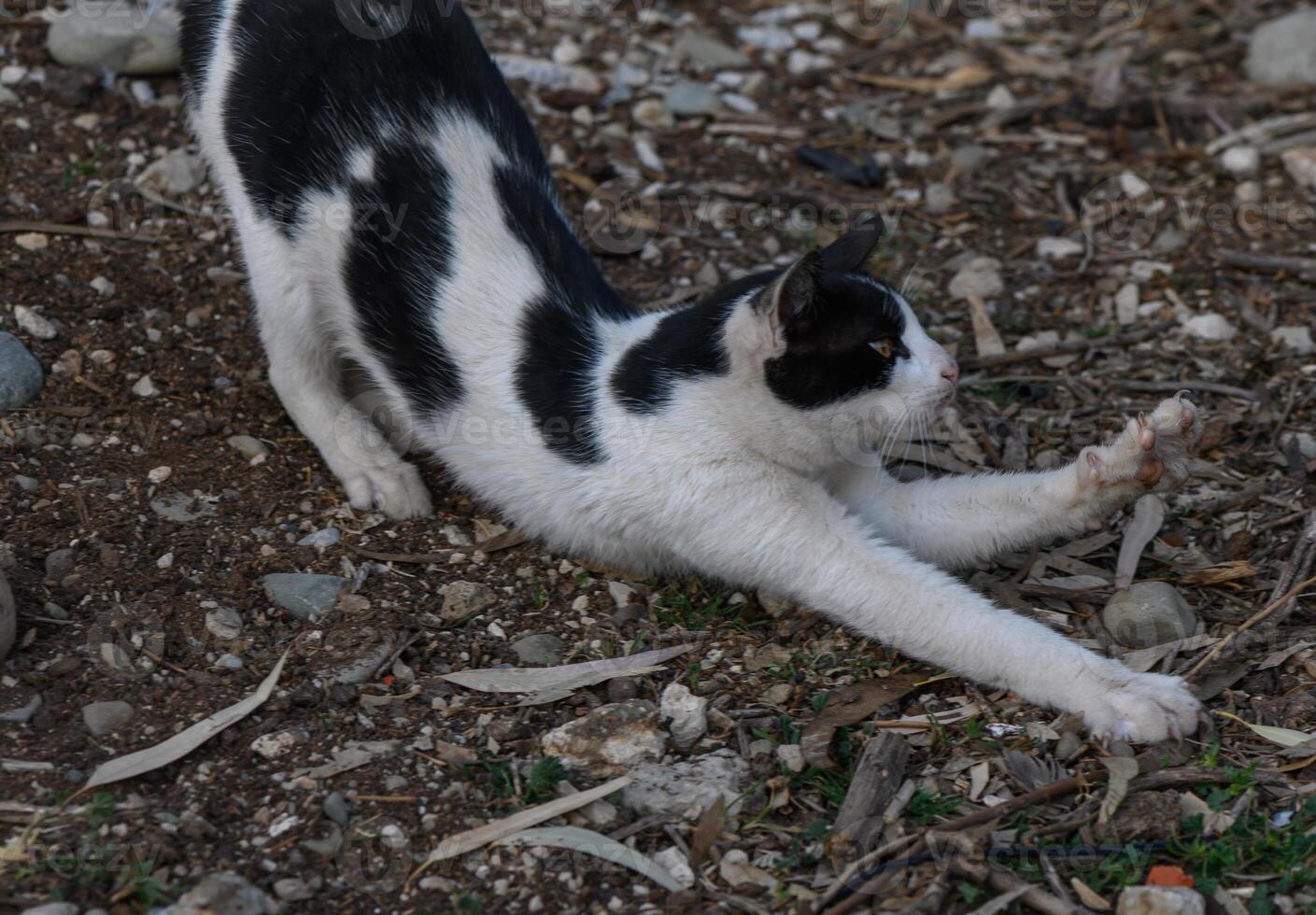 Black and white cat stretches gracefully in a serene outdoor setting photo
