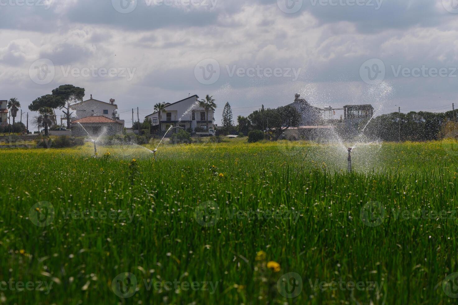 Irrigation systems refresh vibrant rice fields under a cloudy sky in a lush countryside setting photo