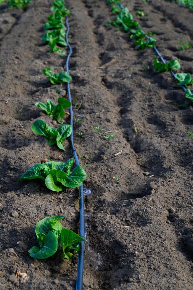Lush green sprouts emerging in a well-tended garden during early spring photo