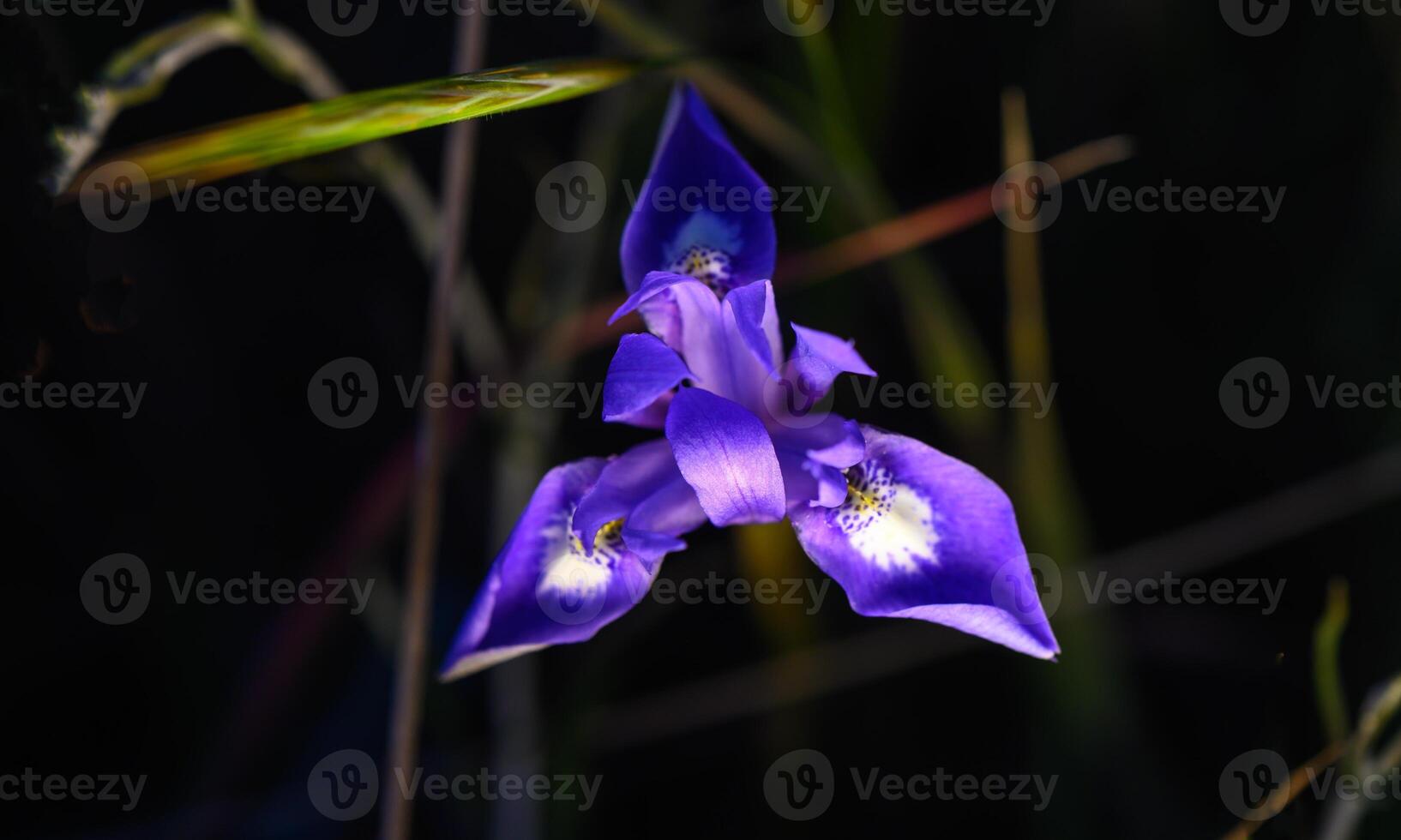 Vibrant purple flower stands out against a shadowy background in a serene nature setting photo