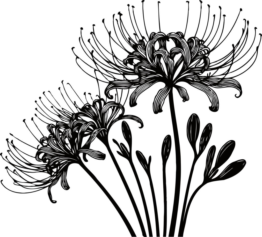 Floristic Sketches Hand Drawn Vintage Lycoris Radiata Sketch Drawing, Spider Lily Flower Bud Line Art, Set Lilies Floral, Botanical Illustration Outline Of A Flowers, Black And White Art, Plants png
