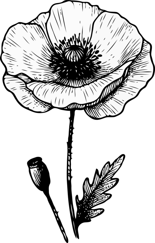 Petal Art Sketches. Hand Drawn contour Doodle flowers, line art floral, leaves black and white illustration, peony, poppy, anemone, ranunculus flower decorative elements of plants stylized drawing. png