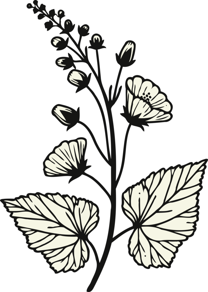 Clean line drawing of flowers and buds. Hand Drawn contour flowers, line art floral, black and white illustration drawing, set of decorative elements of plants png