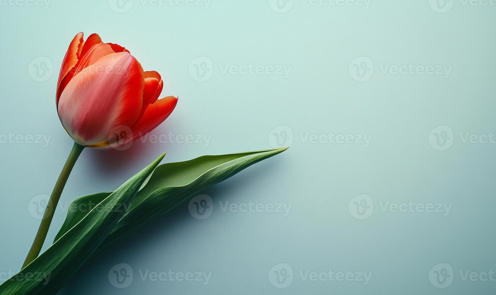 Vibrant red tulip with green leaves on a soft blue backdrop, creating a simple yet elegant composition photo