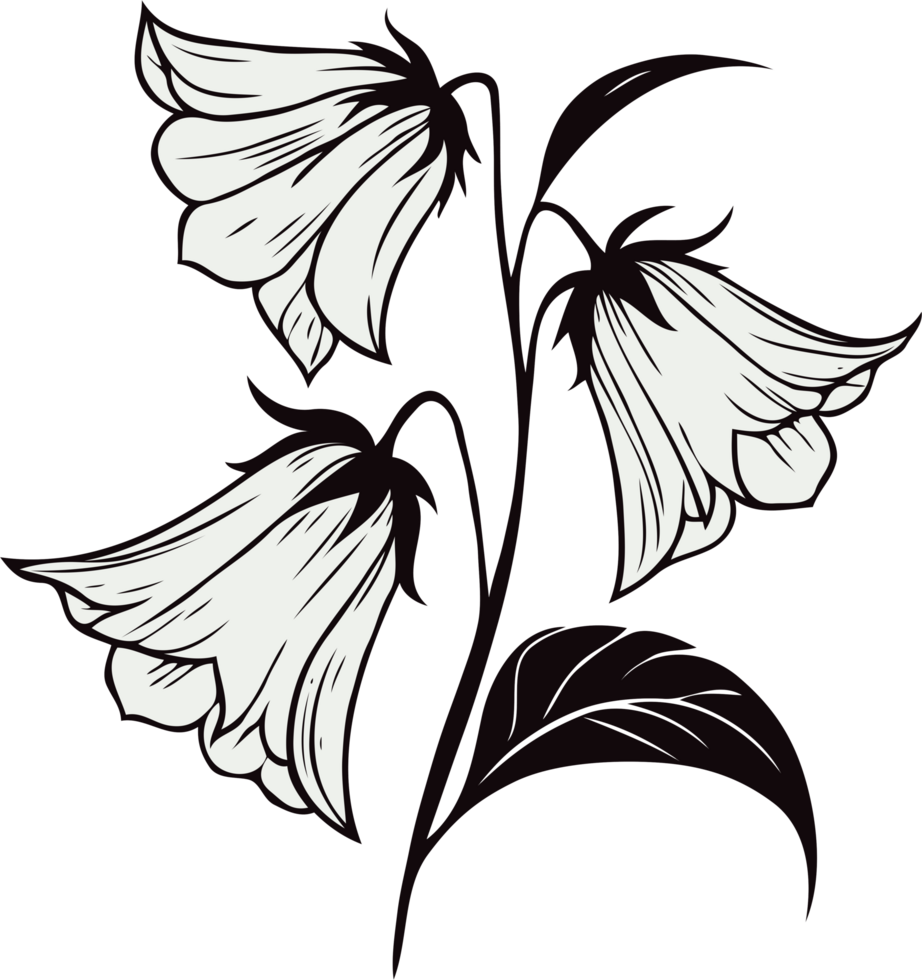 Botanical Bellflower Illustration. Hand Drawn line art of flowers, bluebell leaves, black and white engraving drawing, decorative elements of plants. Botanical Illustration. png