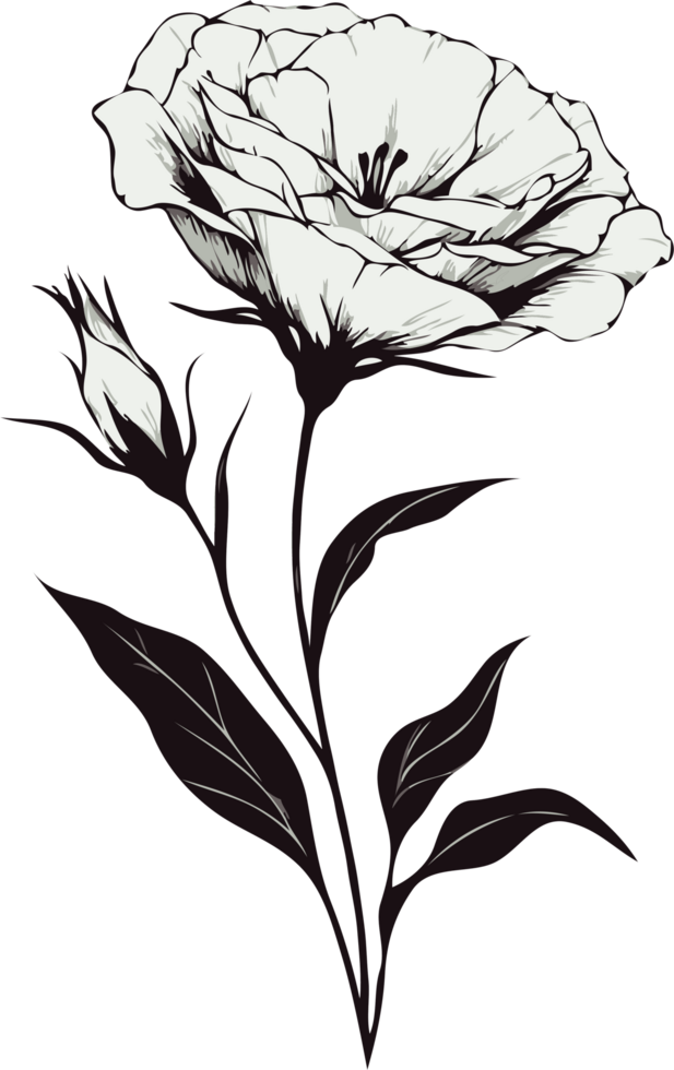 Eustoma Flower with Leaves. Hand Drawn line art of flowers, Eschscholzia leaves Outline, black and white engraving lisianthus flower drawing decorative elements of plants, poppy Botanical Illustration png