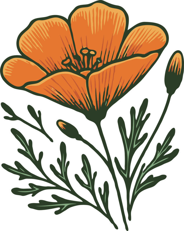 Eustoma Blossom Sketch. Hand Drawn line art of flowers, orange Eschscholzia leaves Outline, black and white engraving lisianthus flower drawing elements of plants, poppy Botanical Illustration png