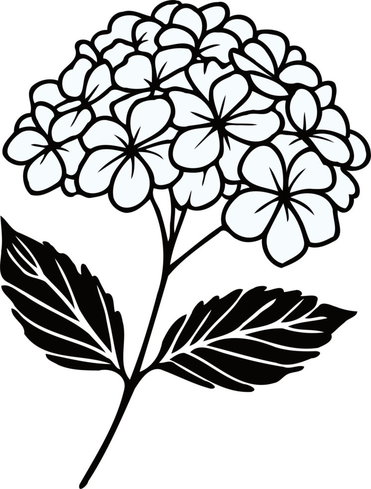 Hydrangea Botanical Art. Geranium line art floral, black and white illustration, decorative elements of plants stylized Rhododendron flowers png