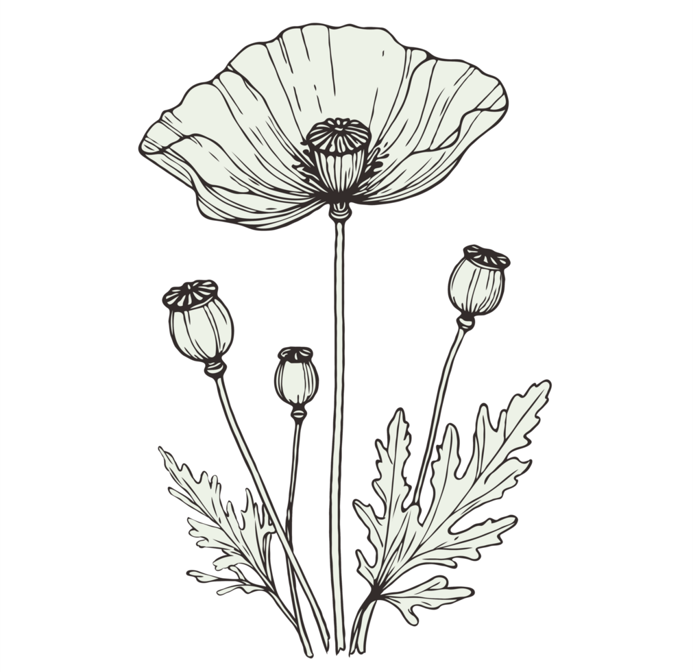 Black and White Blossom Art. Hand Drawn contour Doodle flowers, line art floral, leaves black and white illustration, peony, poppy, anemone, ranunculus flower set of elements of plants drawing png