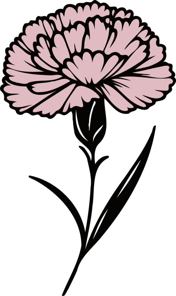 Carnation Botanical Drawing. Hand Drawn flowers, line art floral, black and white illustration marigolds drawing, set of decorative elements of plants png