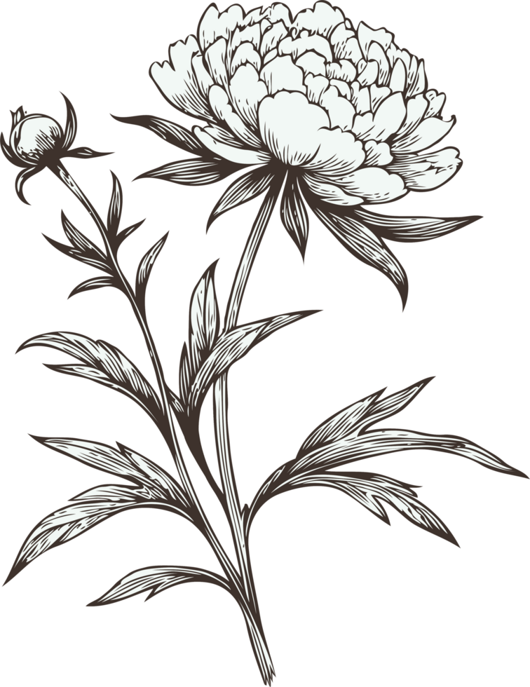 Illustrations Peony Botany Collection. Hand Drawn Set Of Contour Spring Flowers, Line Art Floral, Leaves Drawing, Black And White Illustration Vintage, Hand-Drawn Decorative Elements Plants Stylized png