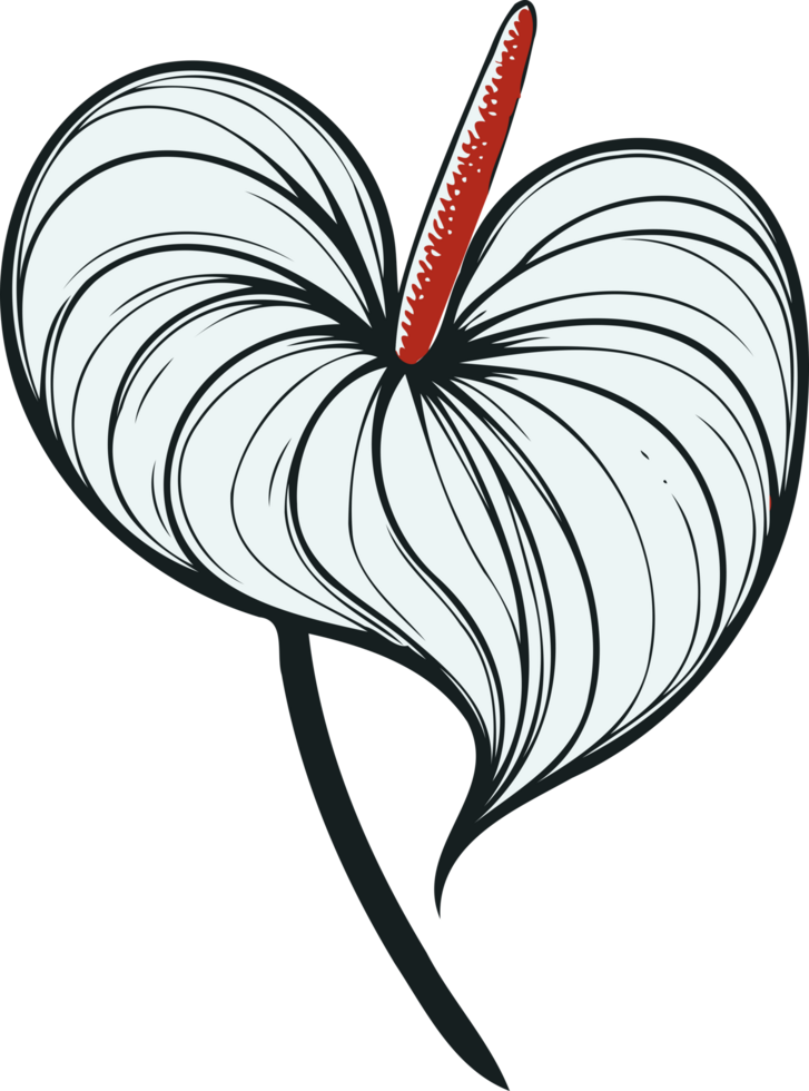 Anthurium Plant with Green Leaves, Calla Lily Plant with Green Foliage. Spathiphyllum line art floral, black and white illustration Anthurium decorative elements of plants Aglaonema, Calla png
