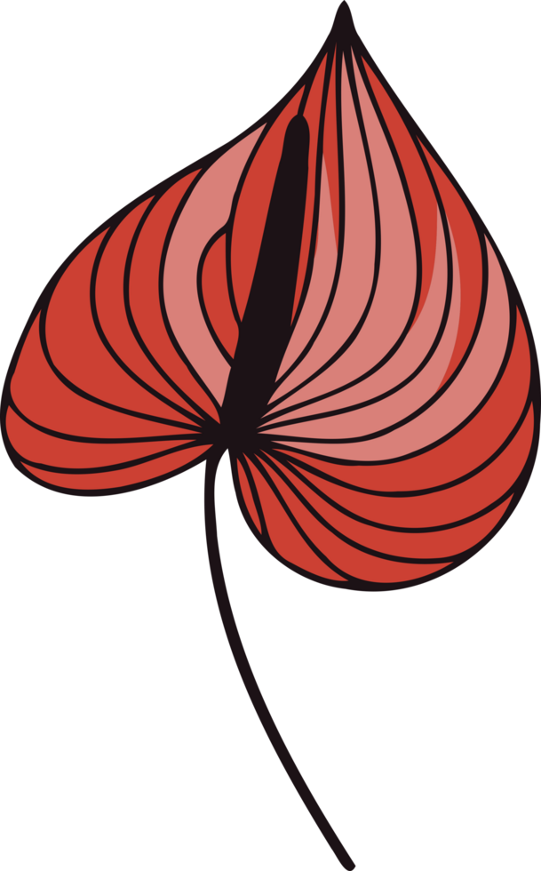 Flamingo Flower Bloom with Green Leaves, Laceleaf Bloom with Green Foliage. Spathiphyllum line art floral, black and white illustration Anthurium decorative elements of plants Aglaonema, Calla png