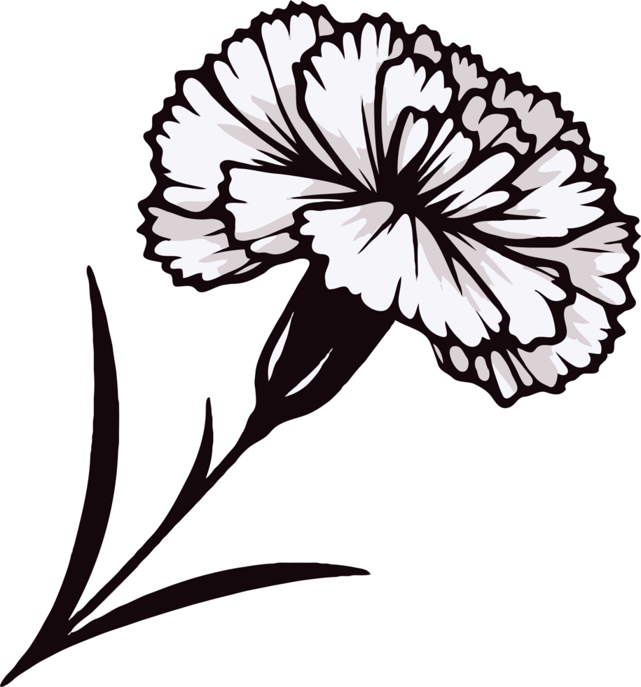 Carnation Bloom and Leaf Outline. Hand Drawn contour flowers, line art floral, black and white illustration marigolds drawing, set of decorative elements of plants png