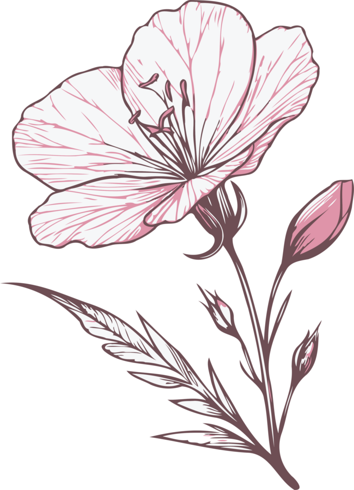 Carnation Flower and Leaf Illustration. Hand Drawn contour flowers, line art floral, black and white illustration marigolds drawing, set of decorative elements of plants png