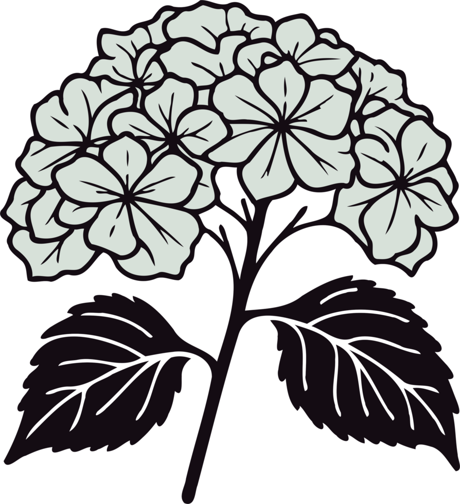 Hydrangea Flower Drawings. Geranium line art floral, black and white illustration, decorative elements of plants stylized Rhododendron flowers png