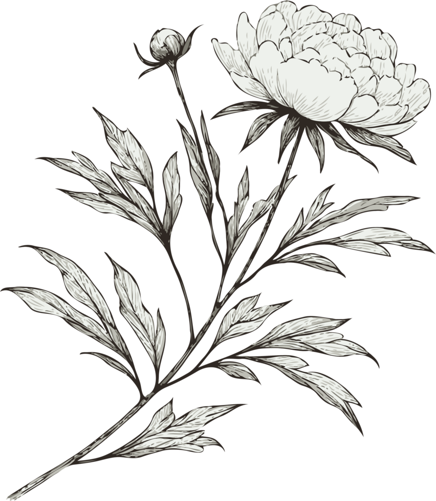 Botanical Peony Illustrations. Hand Drawn Contour Spring Flowers, Line Art Floral, Leaves Drawing, Black And White Illustration Vintage, Hand-Drawn Decorative Elements Of Plants Stylized png