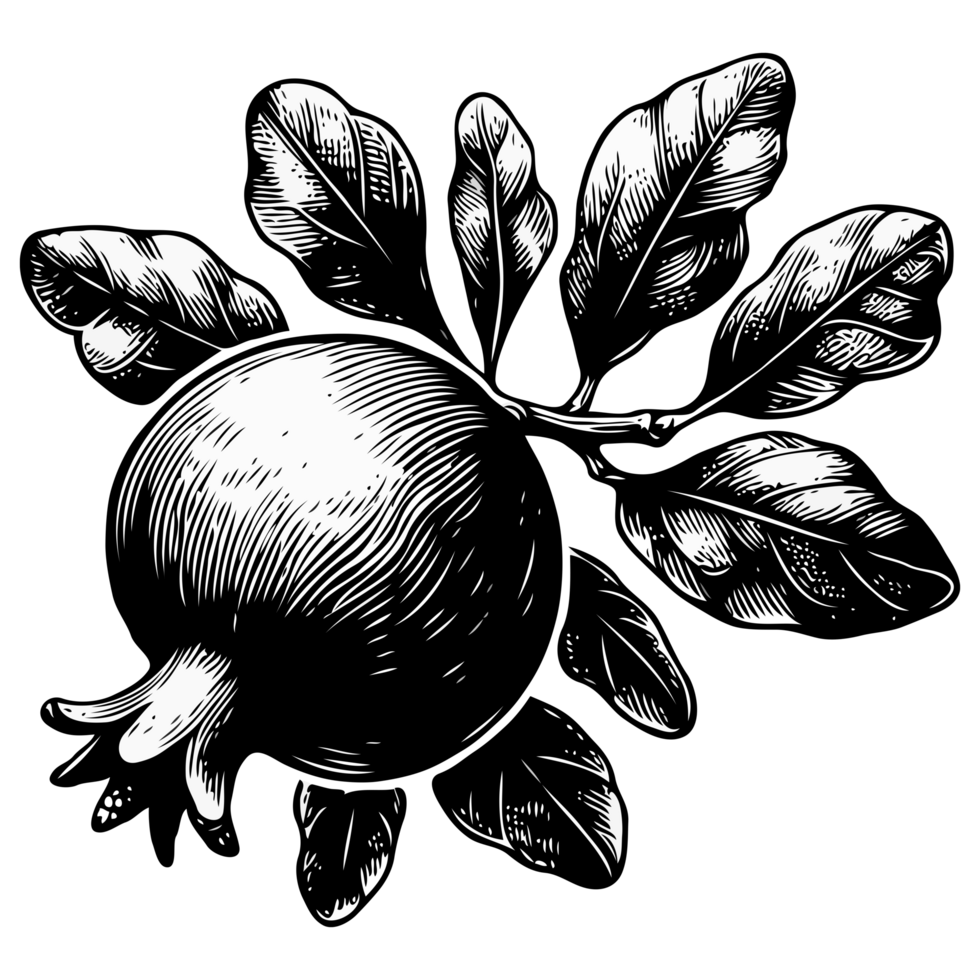 Pomegranate branch with fruits and leaves. Engraved illustration. Ripe pomegranates with leaves. Hand drawn illustration. png
