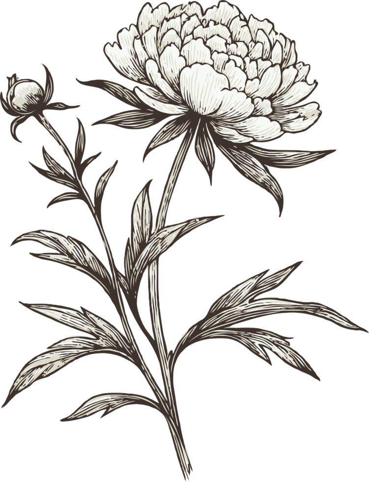 Peony Design Detailed Sketches. Hand Drawn Set Of Contour Spring Flowers, Line Art Floral, Leaves Drawing, Black And White Illustration Vintage, Hand-Drawn Decorative Elements Of Plants Stylized png