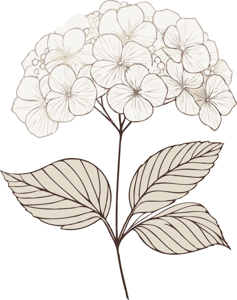 Detailed Hydrangea Flower Drawings. Geranium line art floral, black and white illustration, decorative elements of plants stylized Rhododendron flowers png