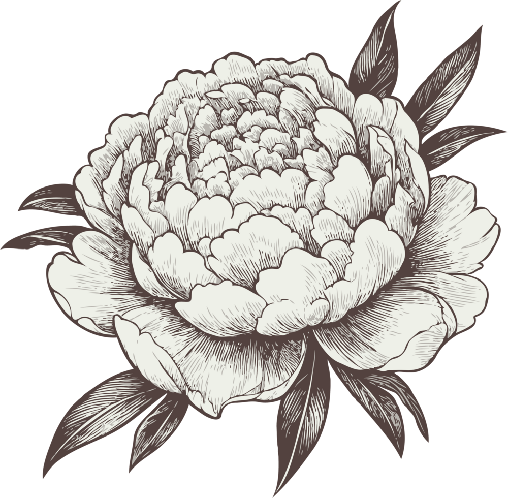 Peony Outlines Floristic. Hand Drawn Set Of Contour Spring Flowers, Line Art Floral, Leaves Drawing, Black And White Illustration Vintage, Hand-Drawn Decorative Elements Of Plants Stylized Bouquet png