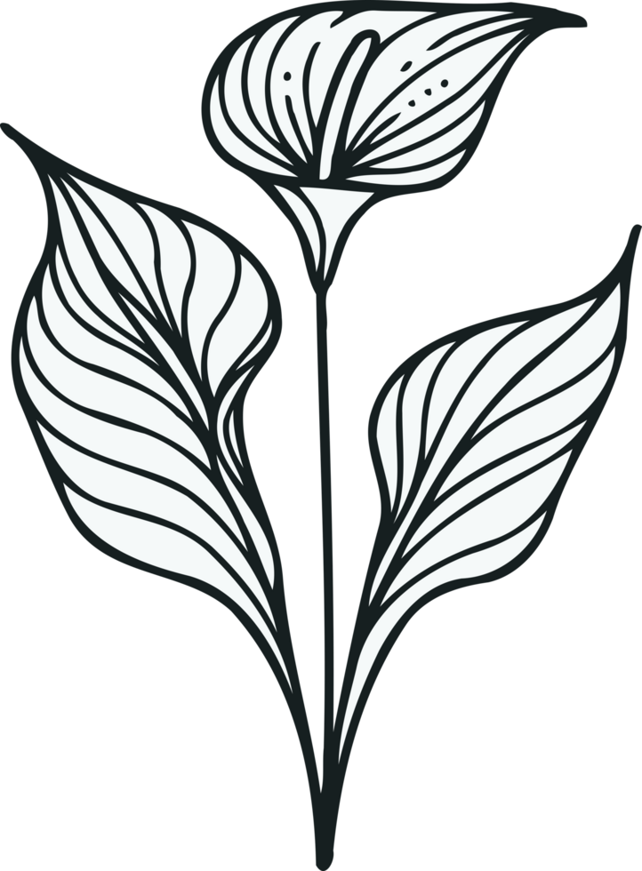 Tailflower Blossom with Green Leaves, Painter's Palette Blossom with Green Foliage. Spathiphyllum line art floral, black and white illustration Anthurium decorative elements of plants Aglaonema, Calla png