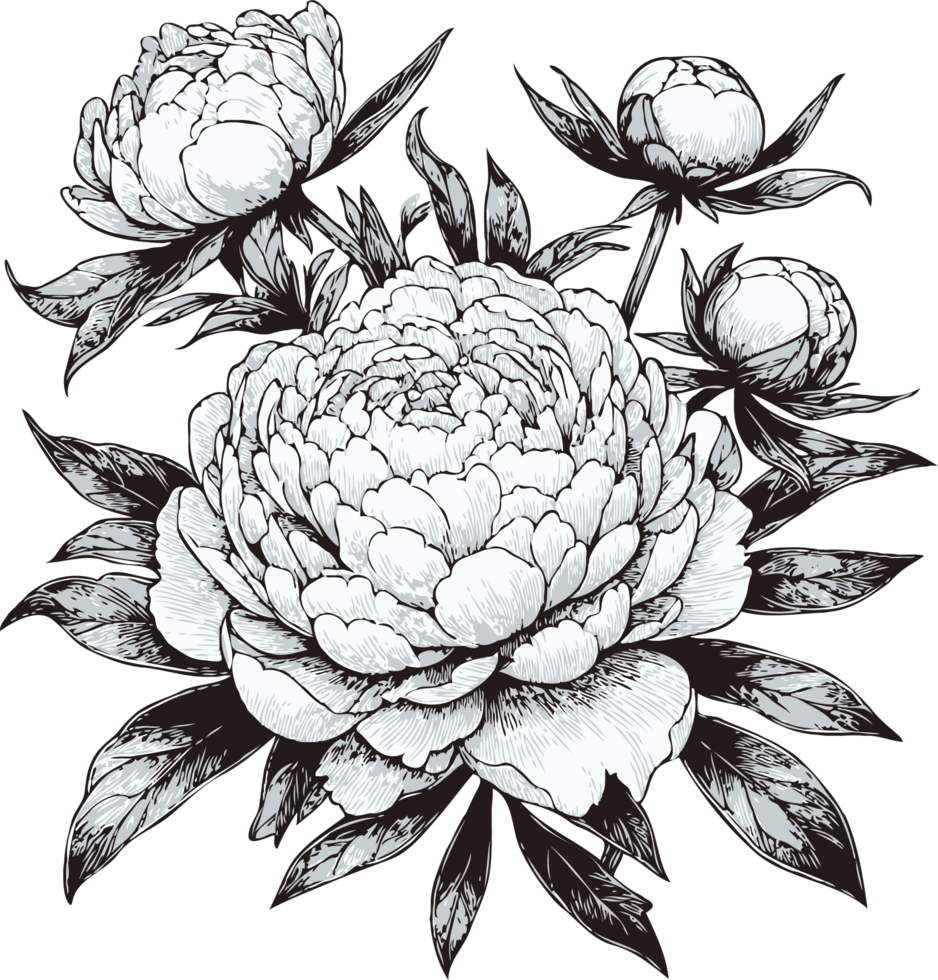 Peony Art Drawn. Hand Drawn Set Of Contour Spring Flowers, Line Art Floral, Leaves Drawing, Black And White Illustration Vintage, Hand-Drawn Decorative Elements Of Plants Stylized Bouquet png