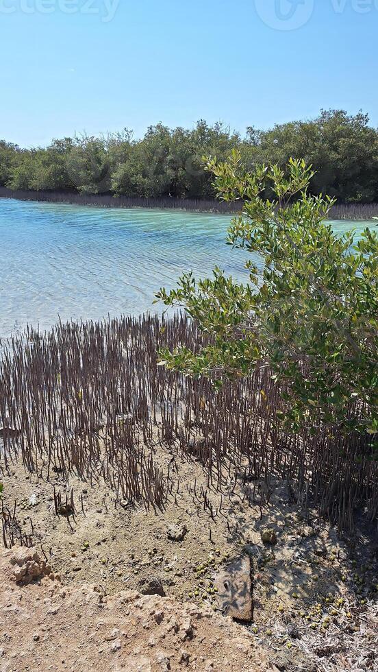 A landscape with mangroves growing in salty sea water photo