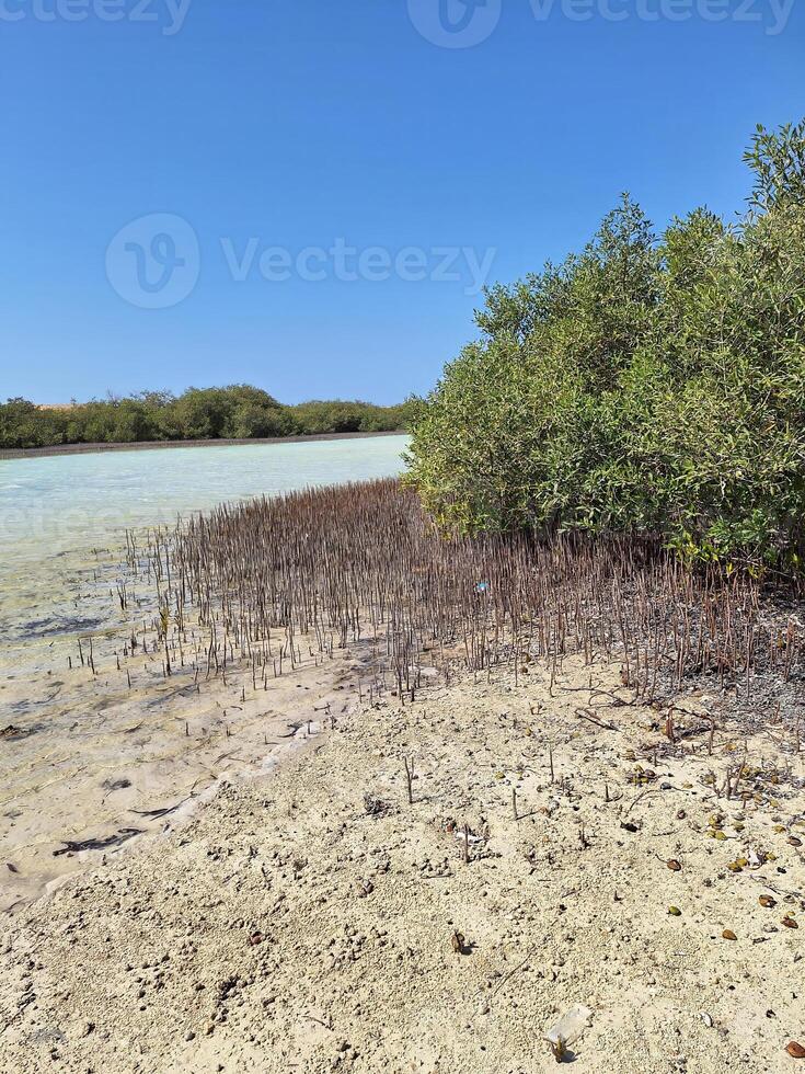 Unique mangrove trees, growing in salty sea water, on a sunny day photo