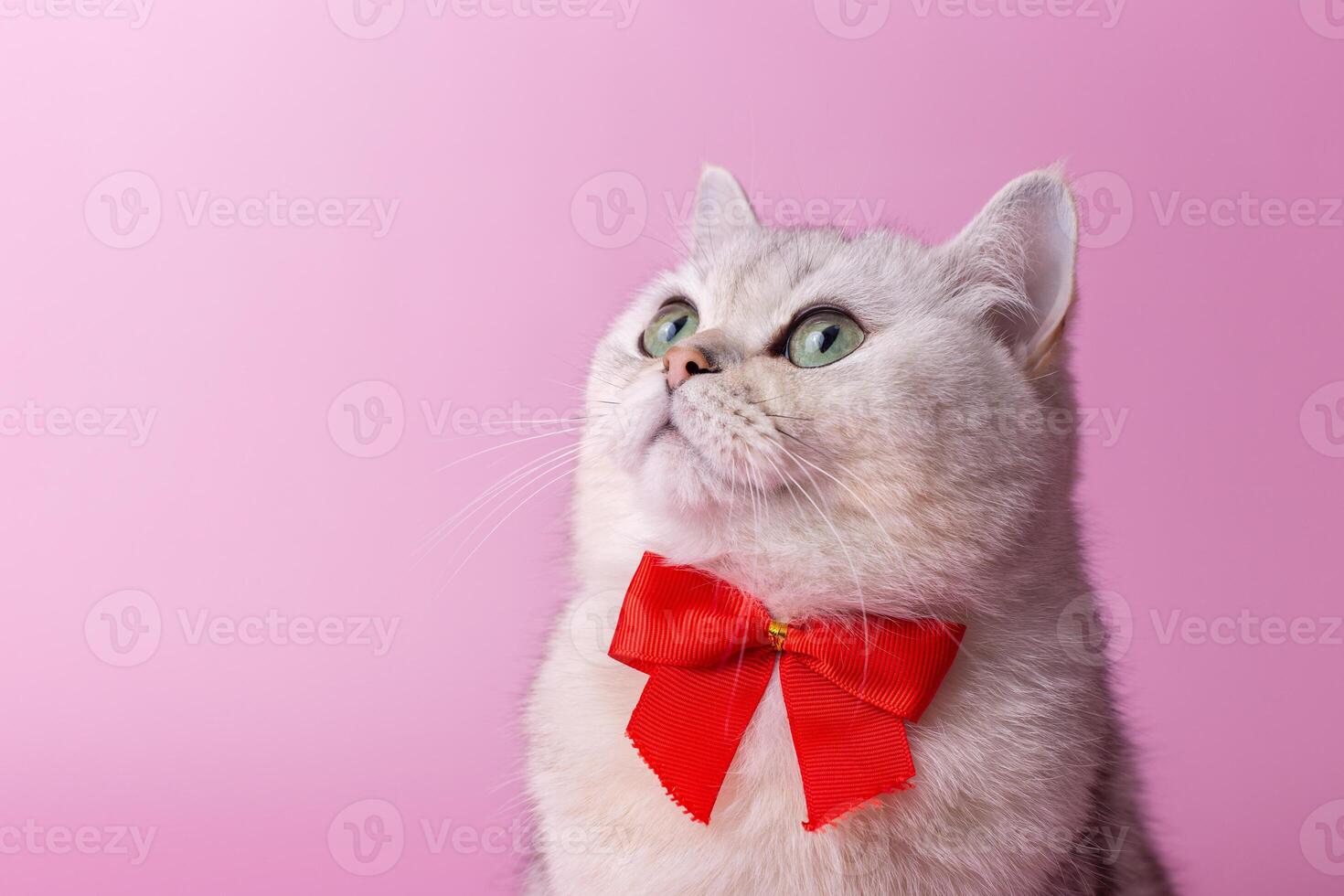 Close up of white British cat, with a red bow on her chest, on a pink background,looks up photo