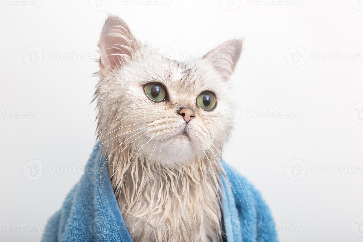 Wet white cute cat, after bathing, wrapped in a blue towel photo