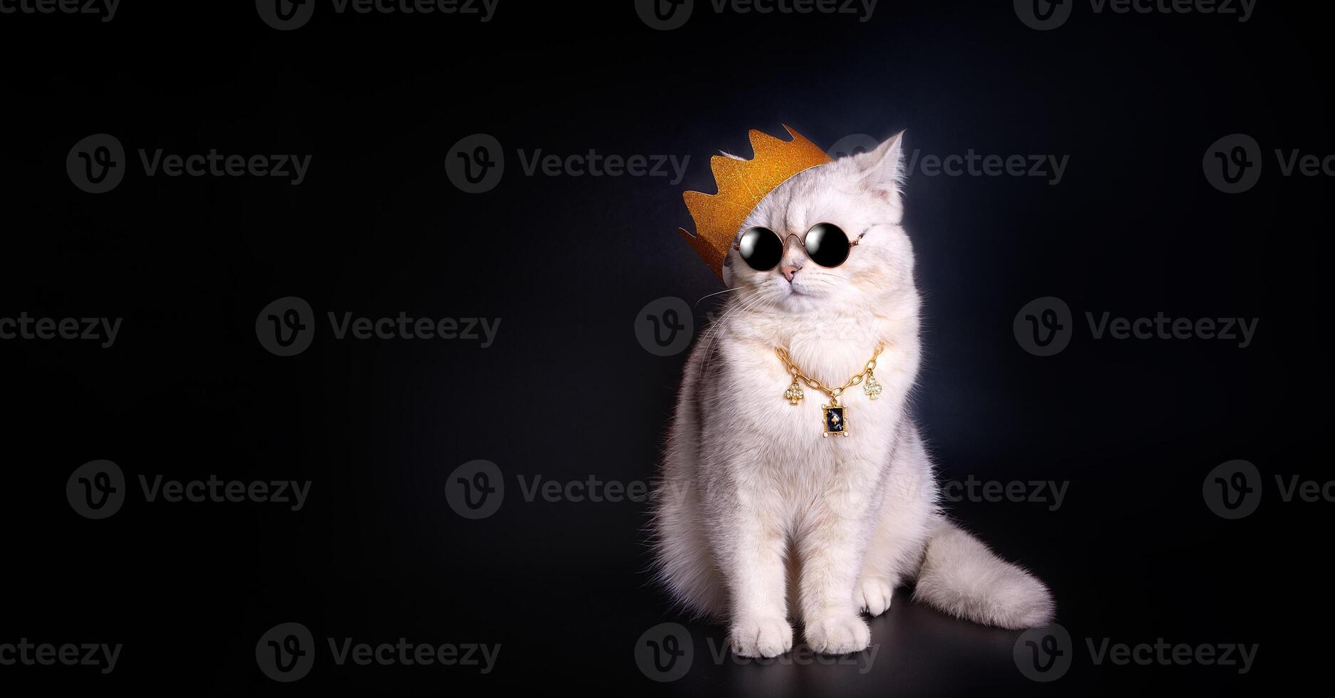 a cute white king cat wearing a golden crown sits on an isolated black background. photo