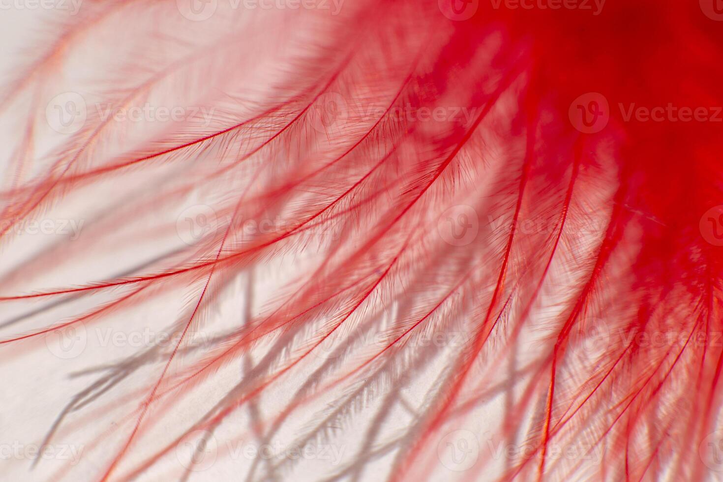 Fluff of red gentle feather bird close up. photo