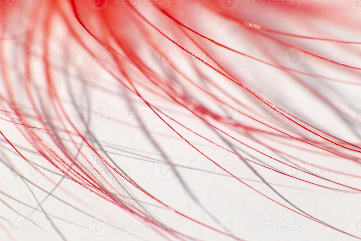 Fluff of red gentle feather bird close-up photo