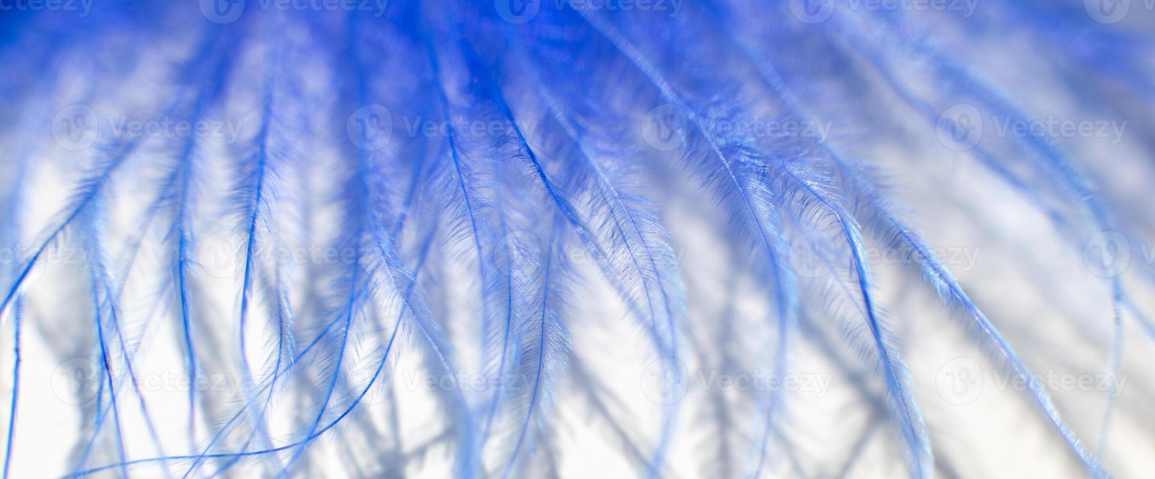 Wide banner of Fluff of blue feather bird close up photo